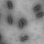 Bacteriófagos: uma biblioteca de vírus que combatem bactérias resistentes