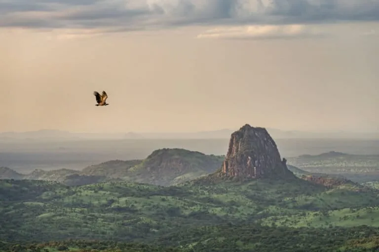 Parques de South Sudan ganham status de Patrimônio Mundial, beneficiando avifauna
