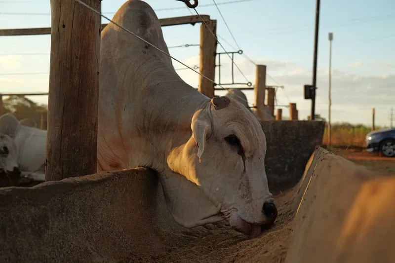 Biocombustíveis podem ampliar vantagem do Brasil na produção de carnes, aponta estudo