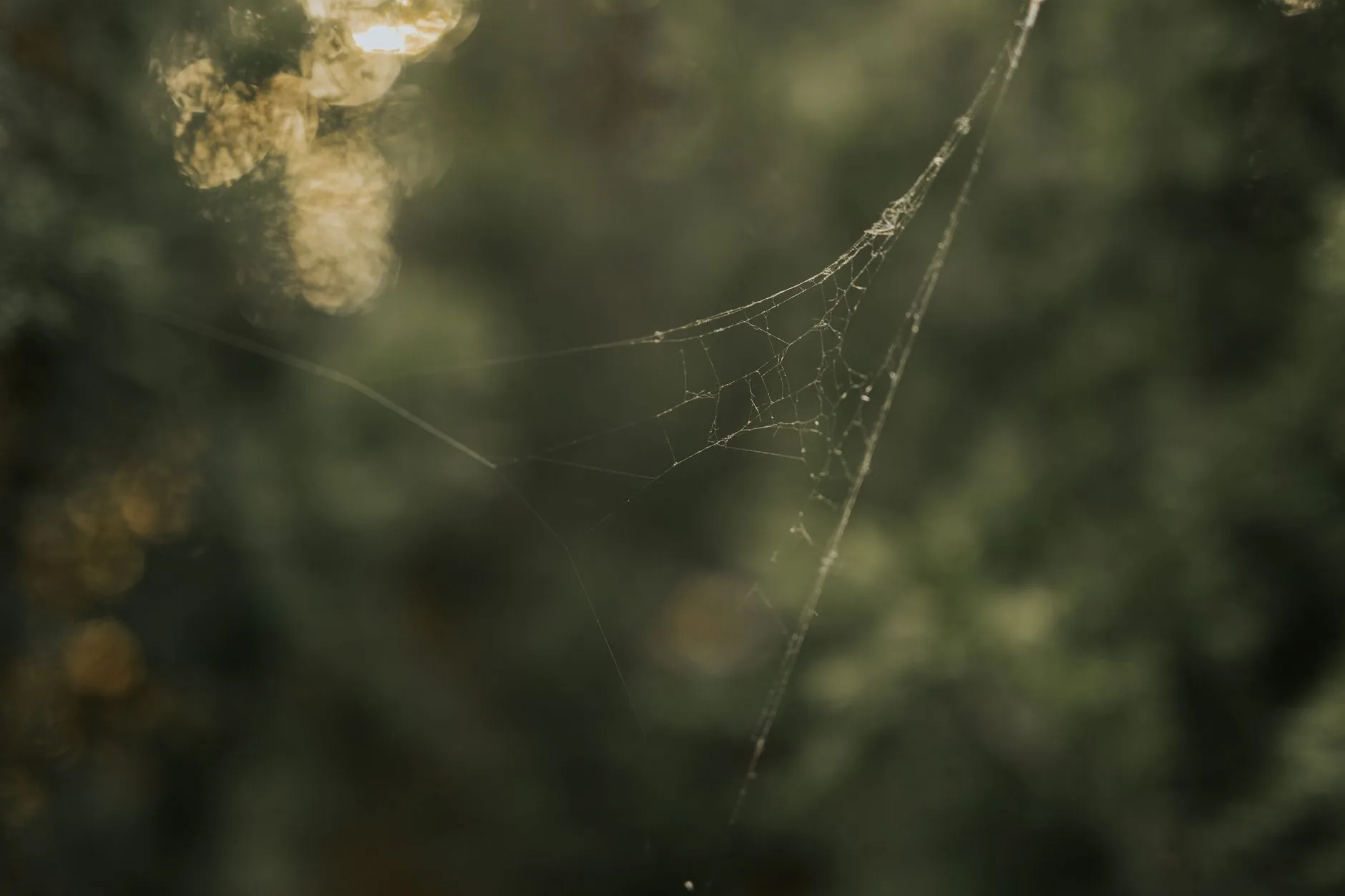 Pesquisadores descobrem que aranhas podem dormir