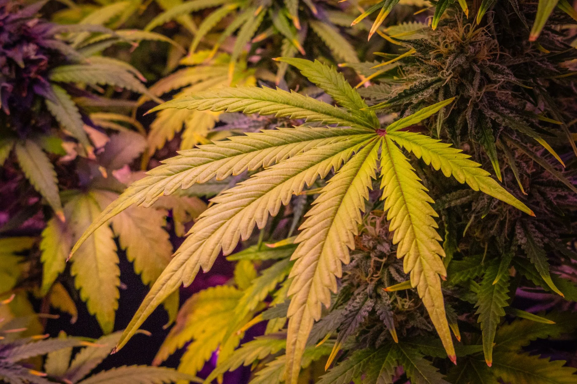 Cochrane questiona eficácia da cannabis medicinal para tratamento da insônia