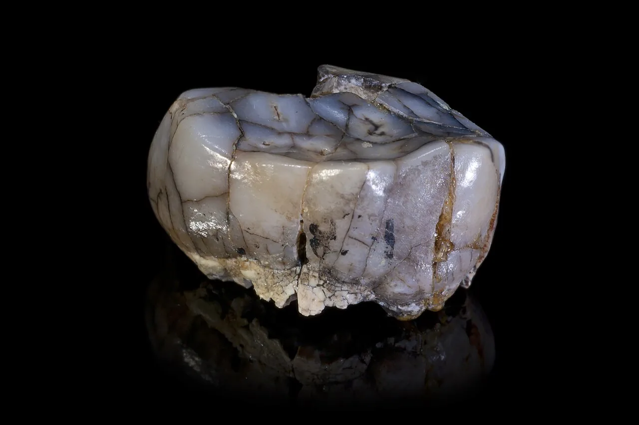 Novos fósseis reescrevem história da evolução humana