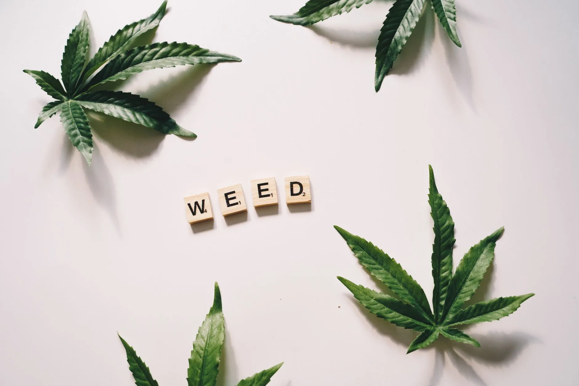 Ativista de cannabis medicinal é acusada de tráfico e falsificação de medicamento; defesa vê perseguição