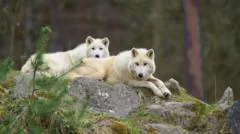 Menina ferida em ataque de lobo em parque alemão