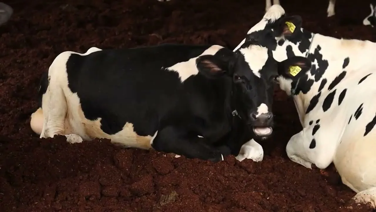 Pesquisas visam melhorar eficiência na bovinocultura de leite