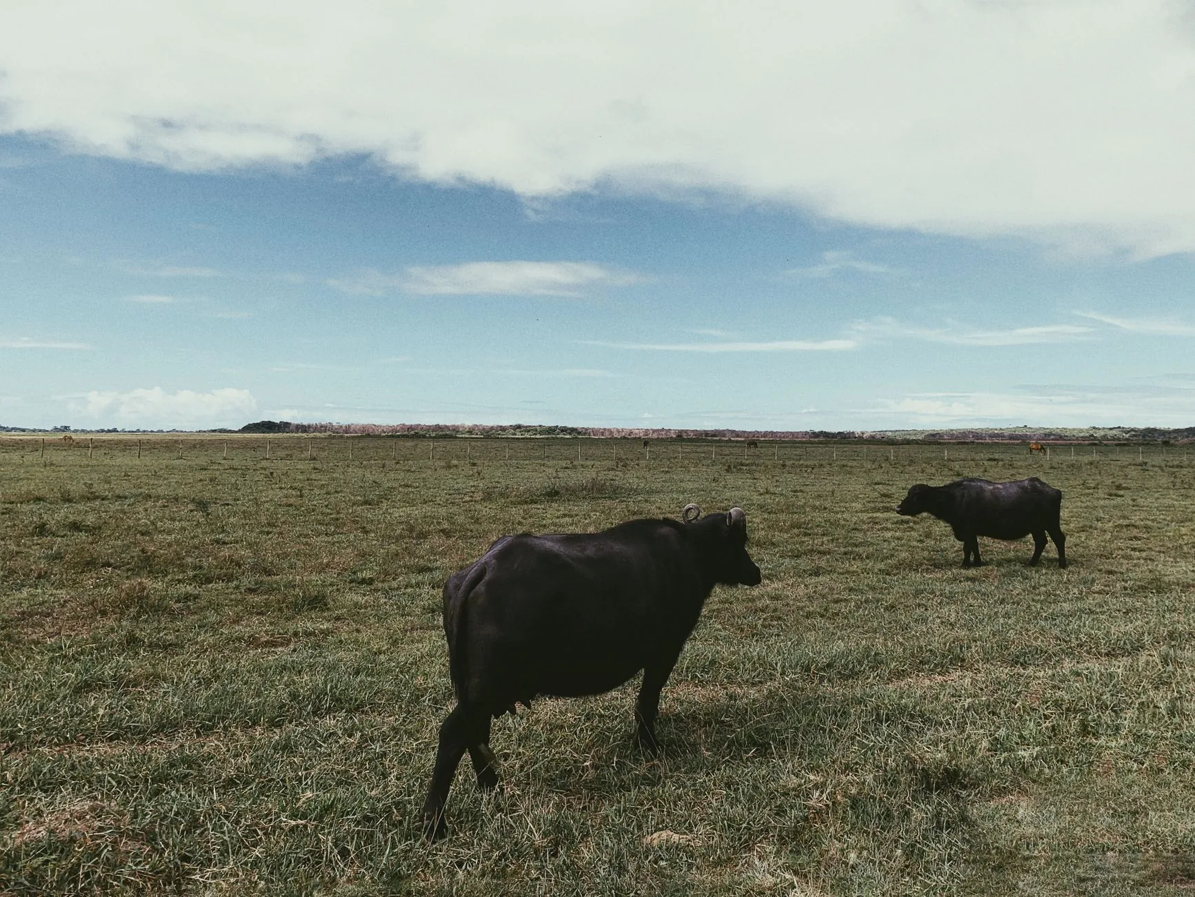 Contexto: O Crescente Impacto da Agroindústria de Búfalos no Rio Grande do Sul