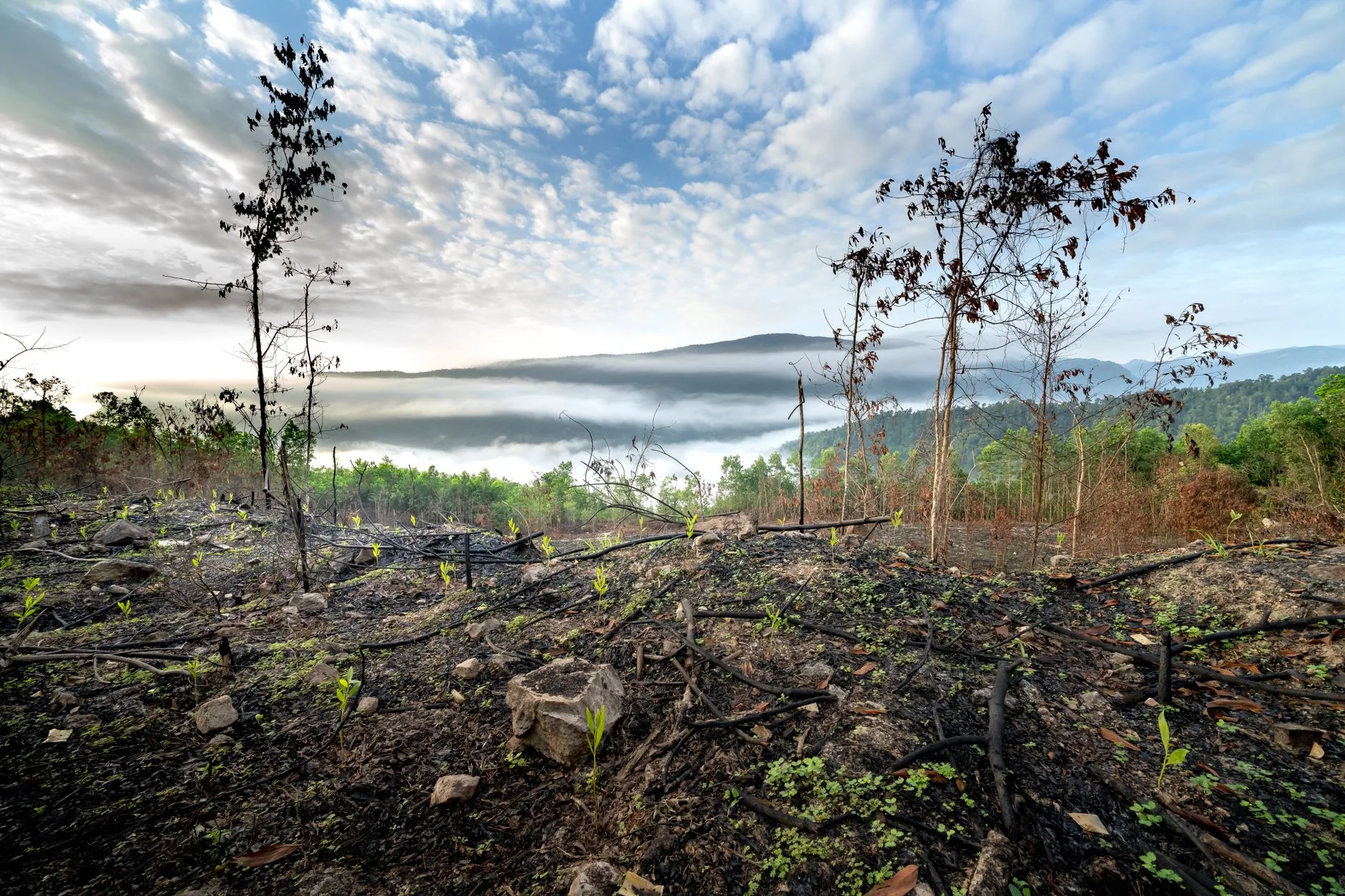 Contexto: O Impacto das Mudanças Climáticas e a Importância da Restauração Ambiental