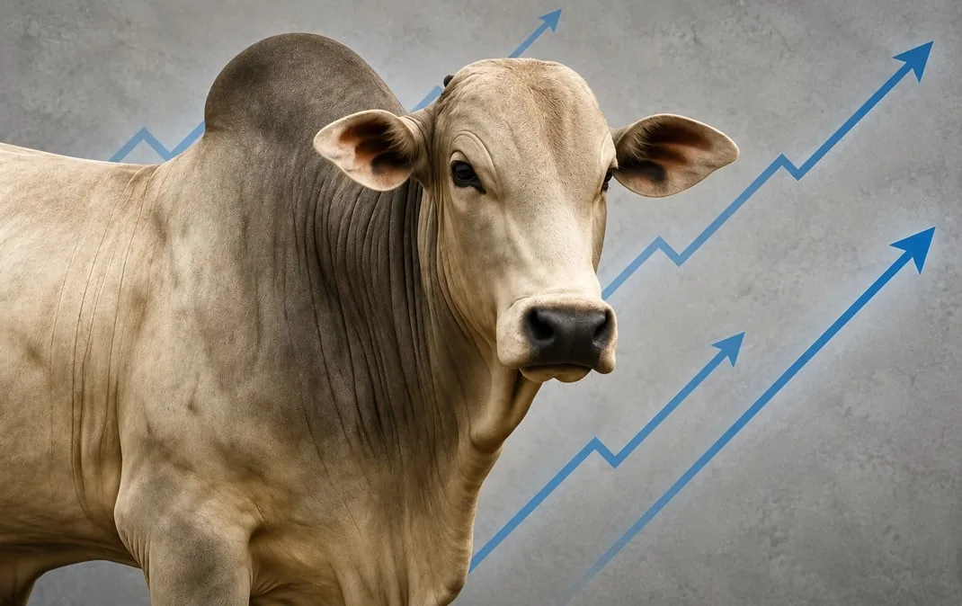 Arroba do boi encerrou semana em alta e mercado indica novas elevações