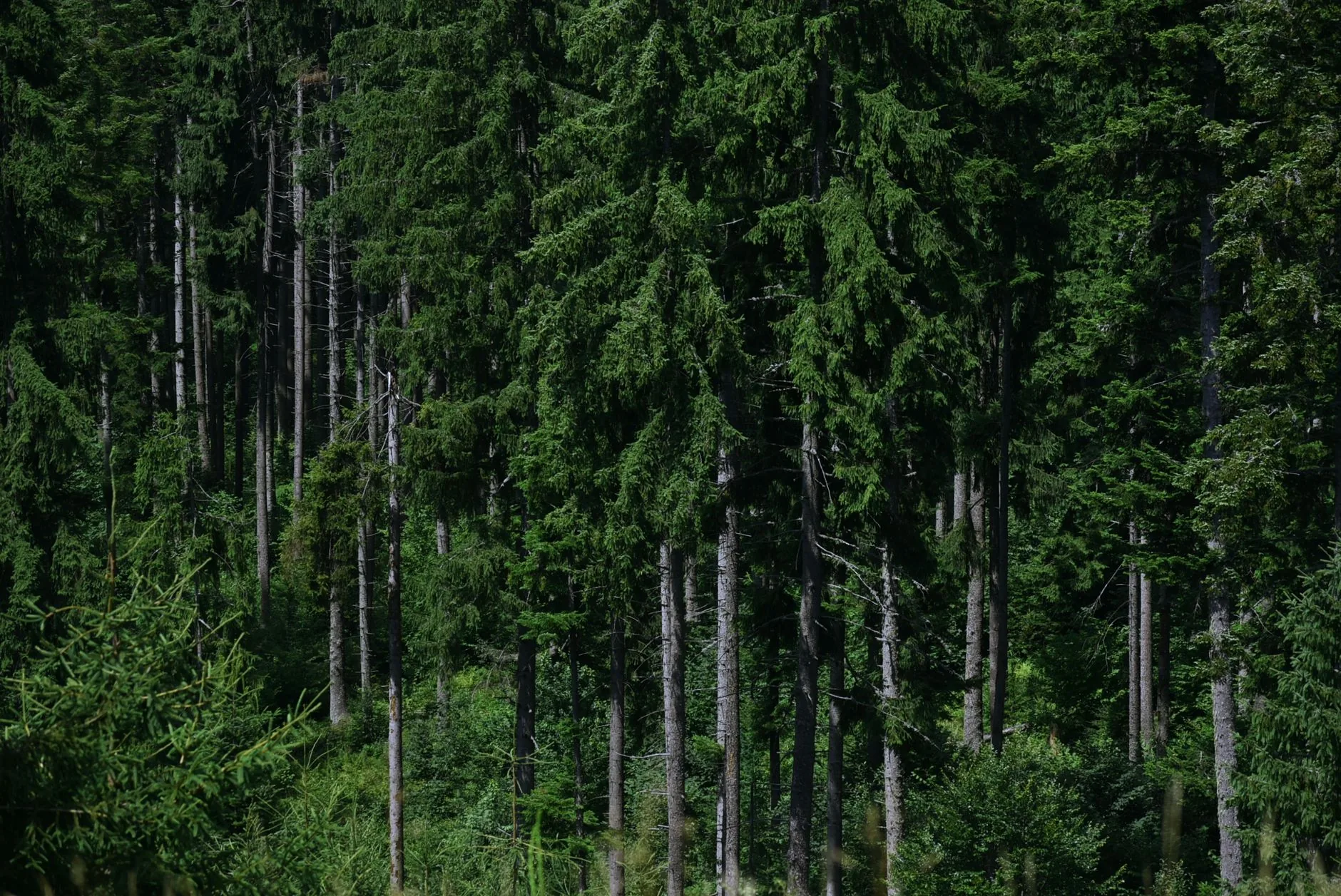 Soil Under Forests May Be Fighting Climate Change More Effectively Than Expected