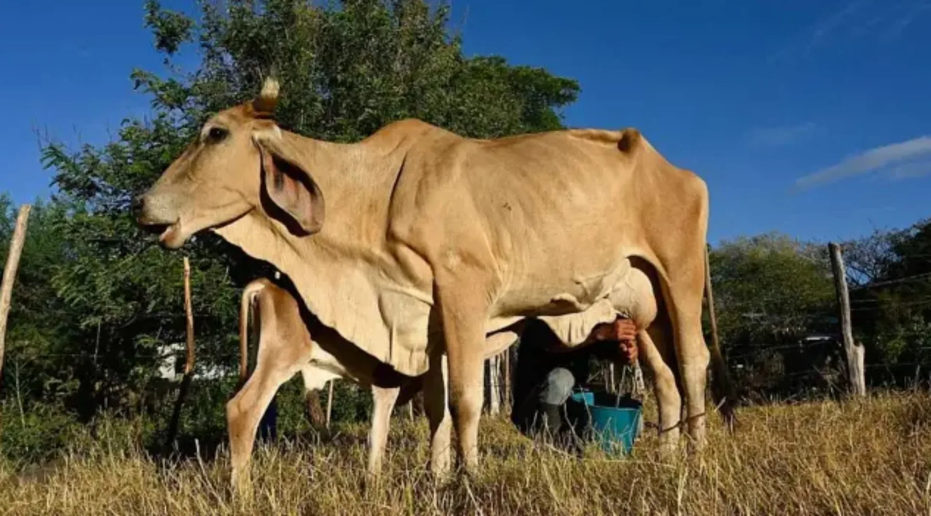 Impacto devastador do El Niño no Corredor Seco da América Central