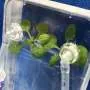 Estudo na Estação Espacial Internacional busca entender riscos de doenças em plantas para missões futuras