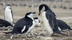 População de pinguins em colônia mais grande do mundo cai drasticamente