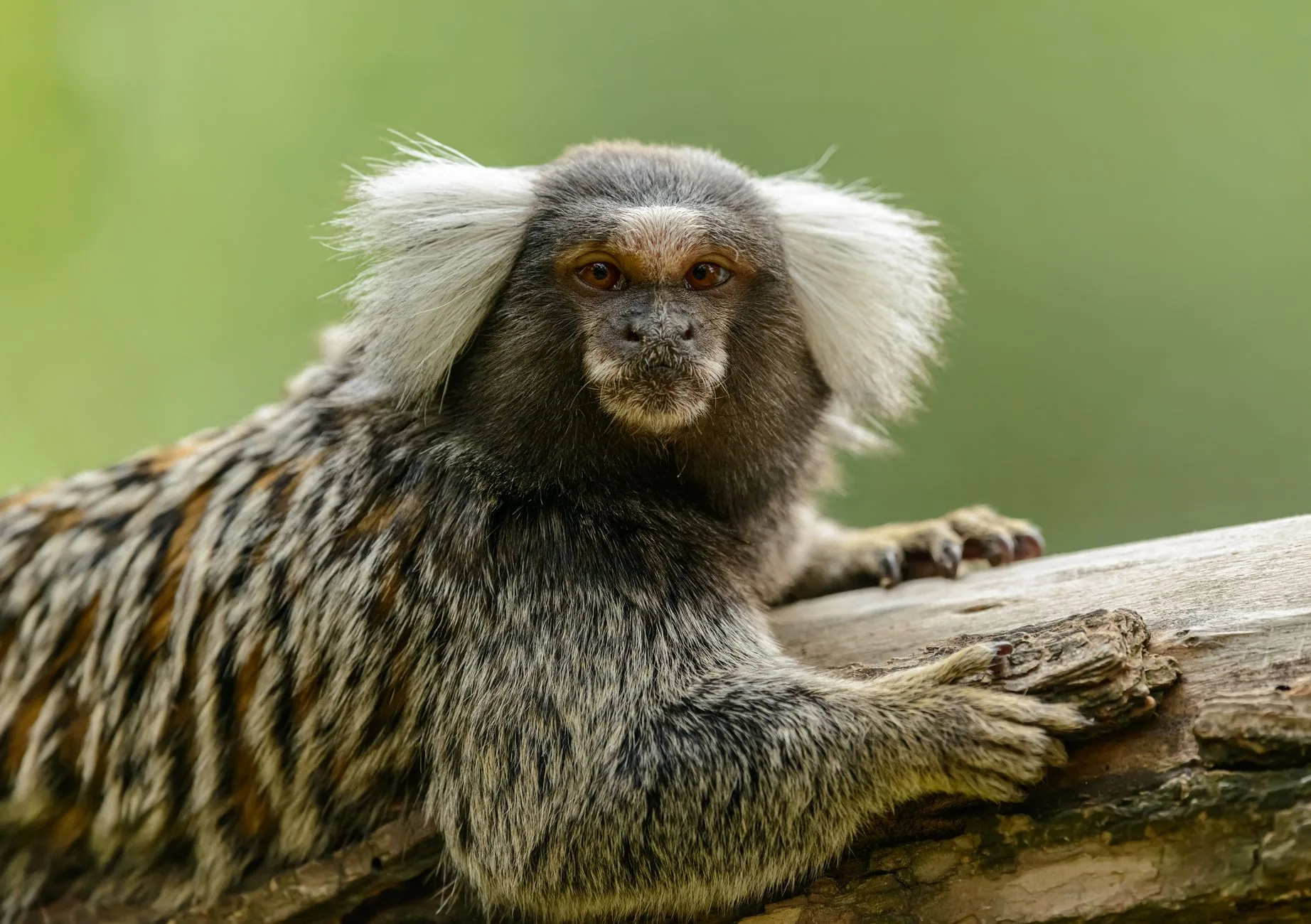 Pesquisadores descobrem motivo por trás das pequenas e lisas cortes cerebrais dos marmosetos
