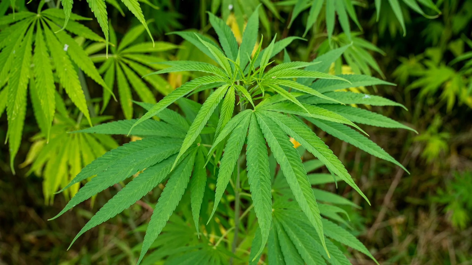 Mercado de cannabis medicinal cresce no Brasil e tem mulheres como maioria dos pacientes