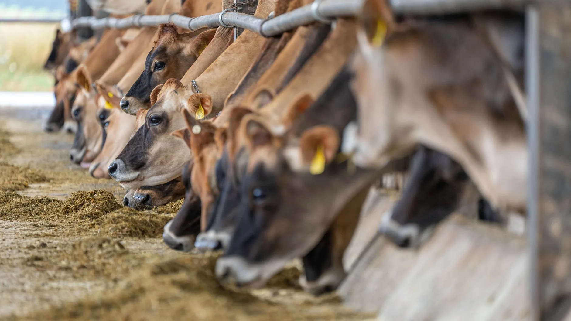 Os Preços do Boi Gordo: Um Reflexo da Economia Goiana