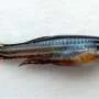 Zebrafish fins regrow thanks to precise growth signals