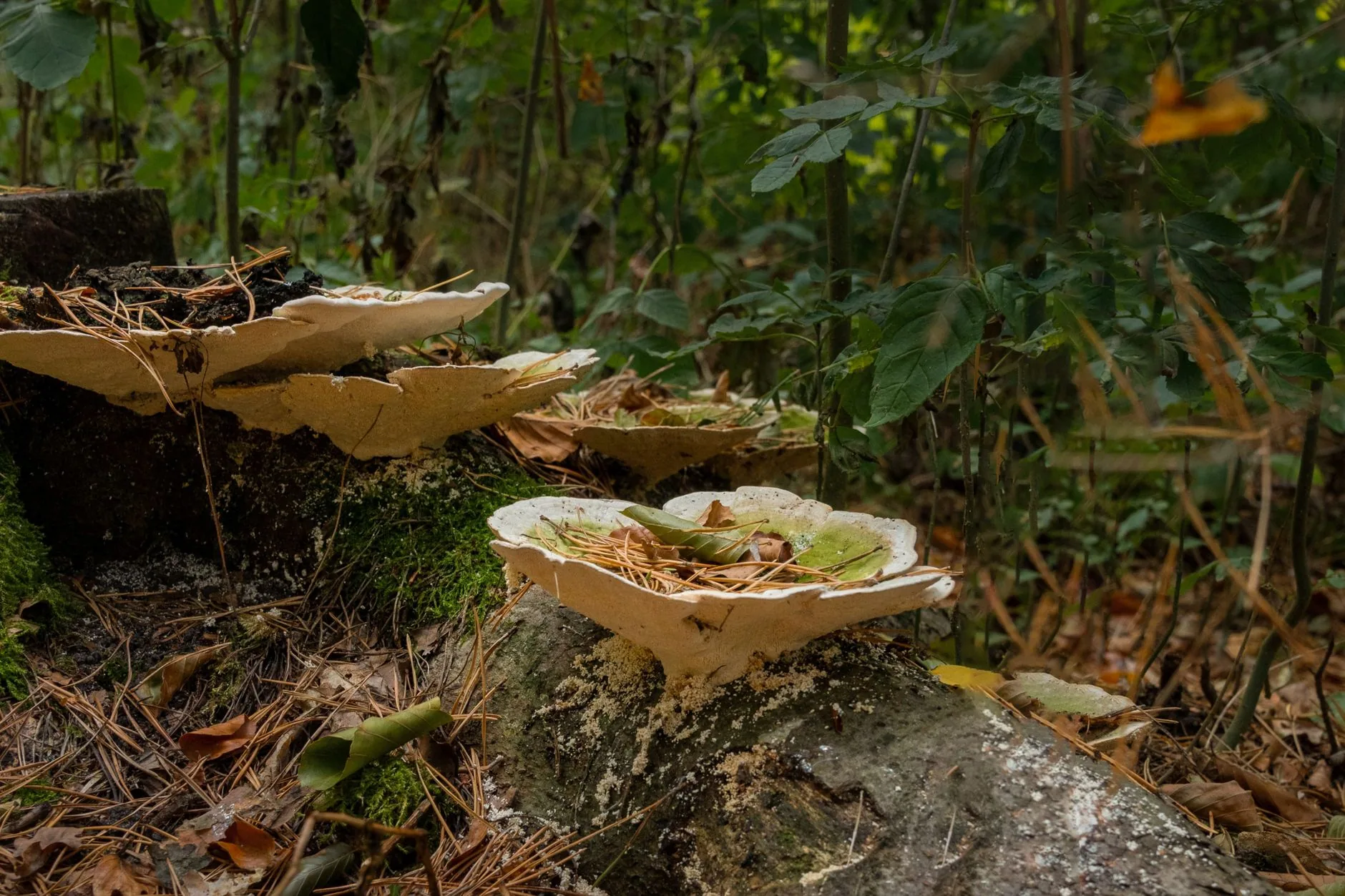 Novo método promete proteger cultivos contra fungo perigoso