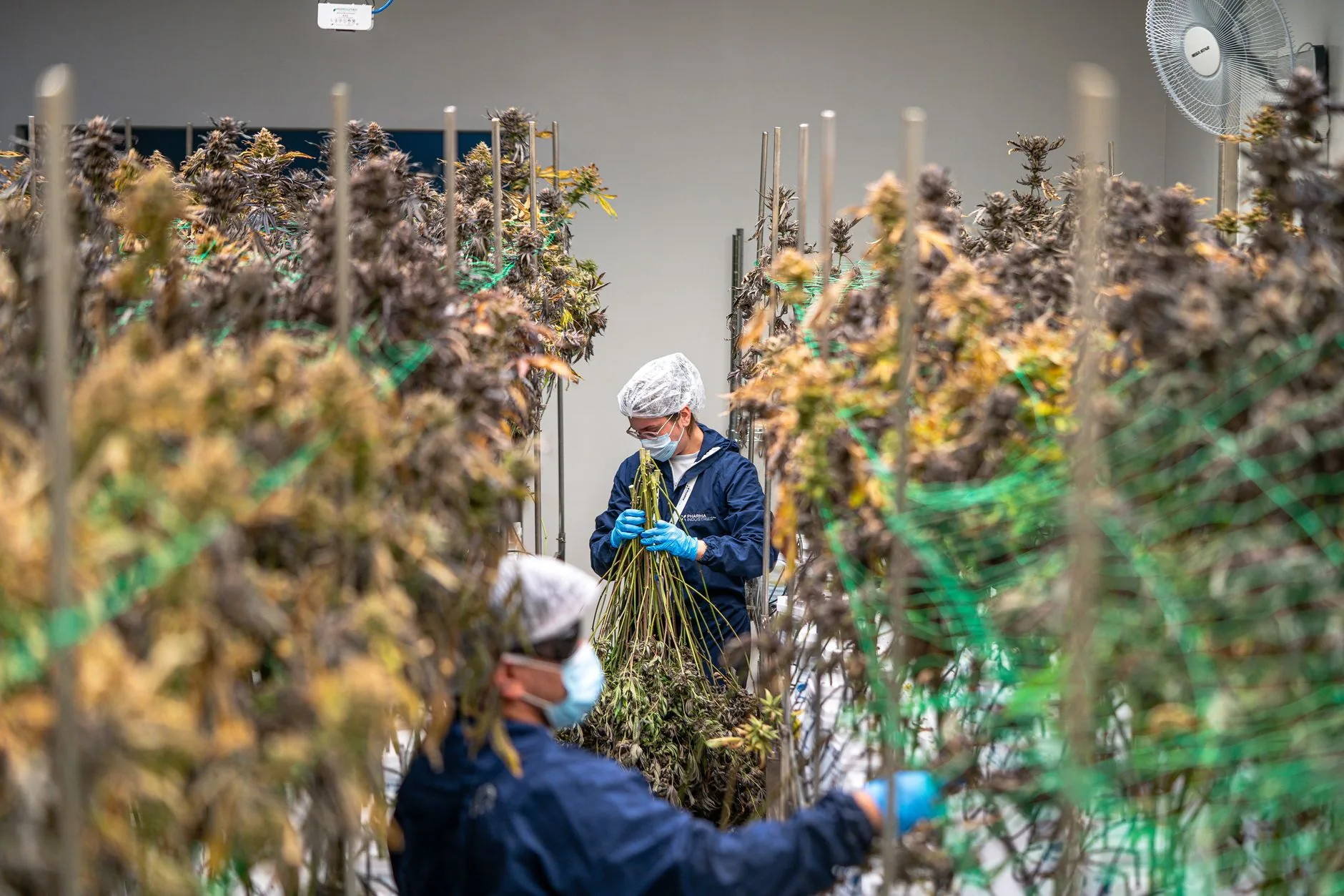 Cannabis e saúde mental: promessas e lacunas nas evidências
