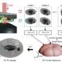 Nova técnica de microscopia captura imagens tridimensionais de células vivas