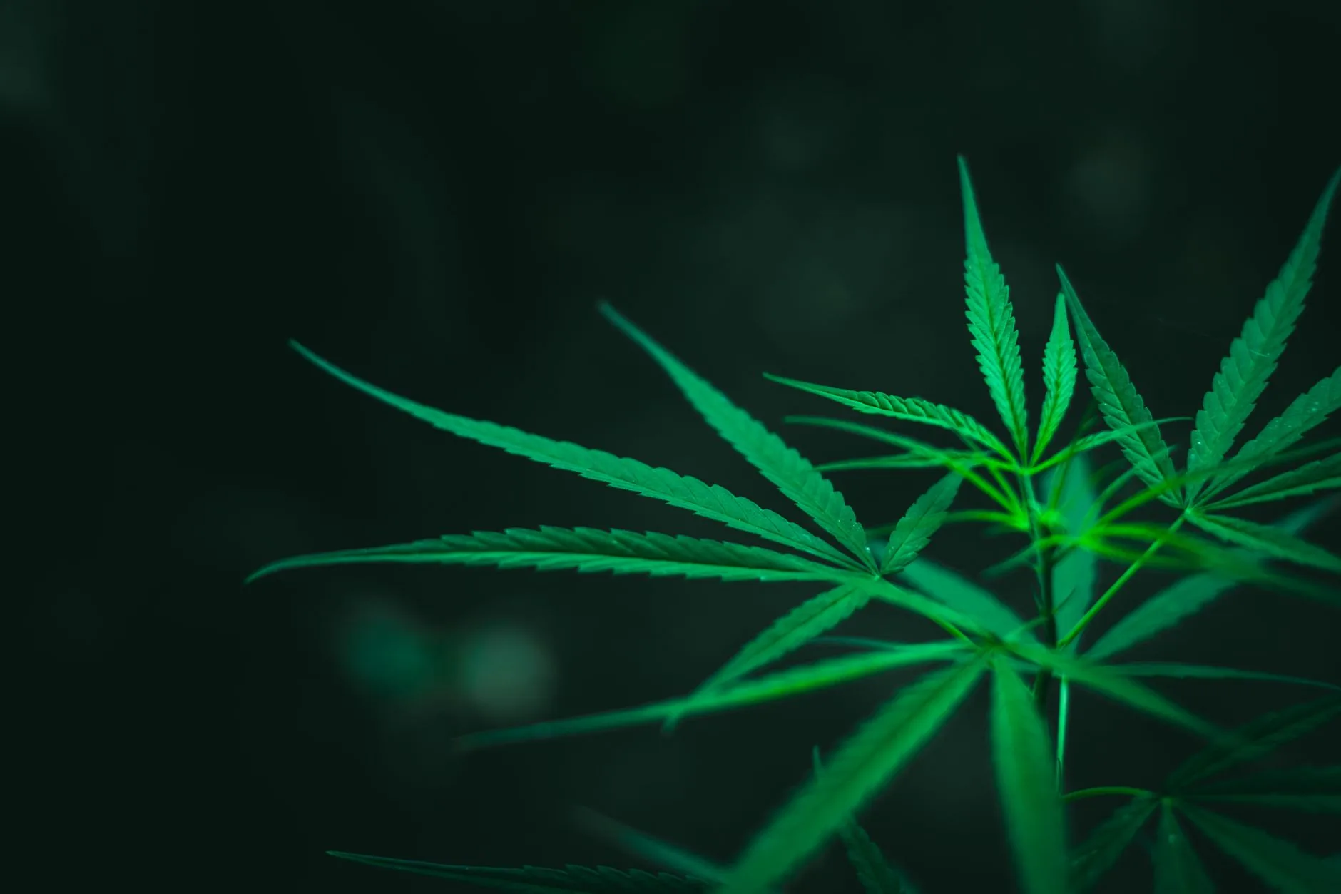 Importação de cannabis medicinal cresce 33,4% em julho