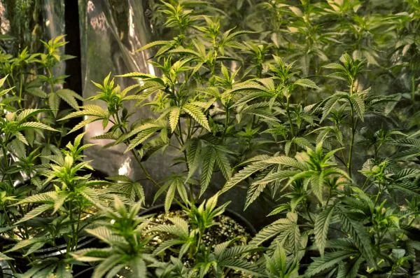 Psat/Fiocruz Brasília participa de encontro sobre cannabis medicinal e agricultura familiar