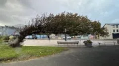 Árvore curvada de County Down é eleita árvore do ano