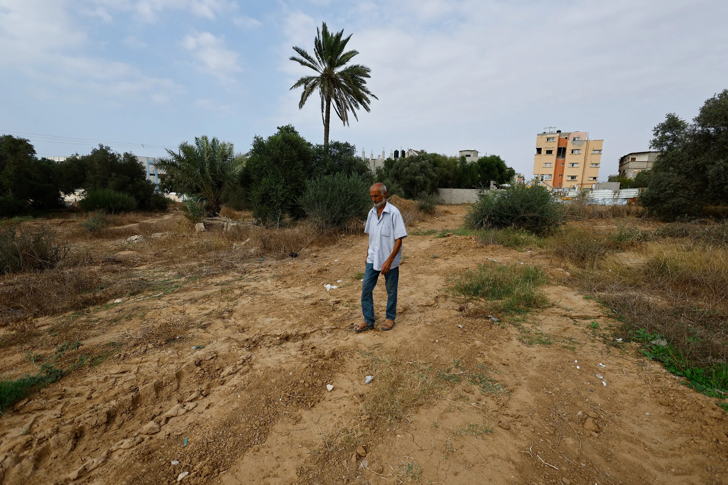 Pomares de oliveiras em Gaza sofrem destruição e dificuldades na colheita