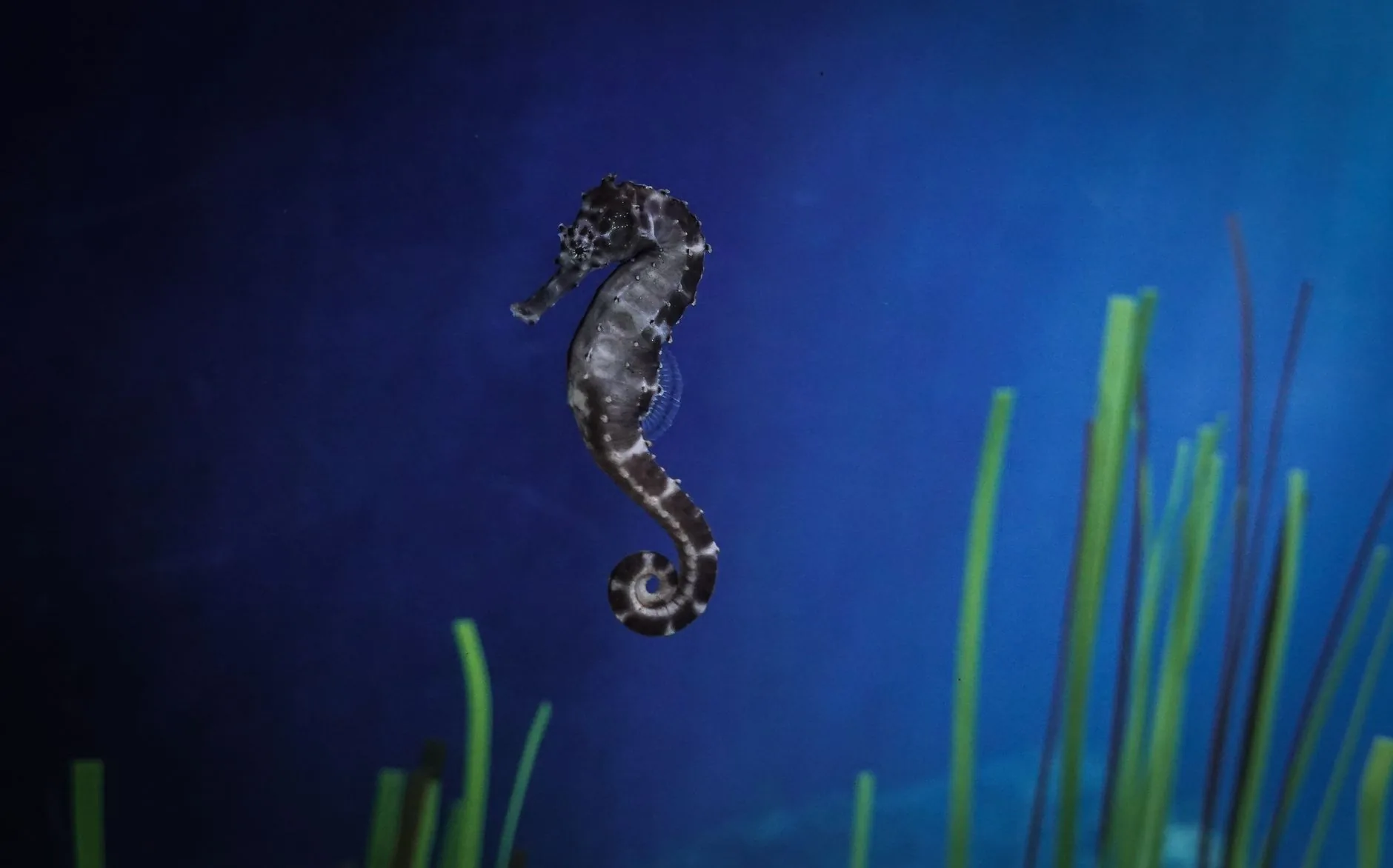 Descobertos peixes que lembram seahorses, mas pertencem a linhagem evolutiva diferente