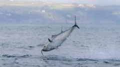 Recuperação da sardinha gigante mostra que a natureza pode se recuperar