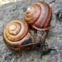 Genes determinam direção do colear dos conchuras de caracóis