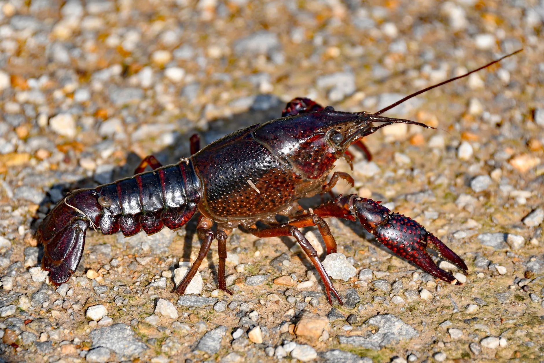 Crayfish Discovery Challenges Size Limits