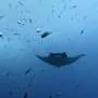 Mantas jovens se refugiam nas costas antes de enfrentar o oceano