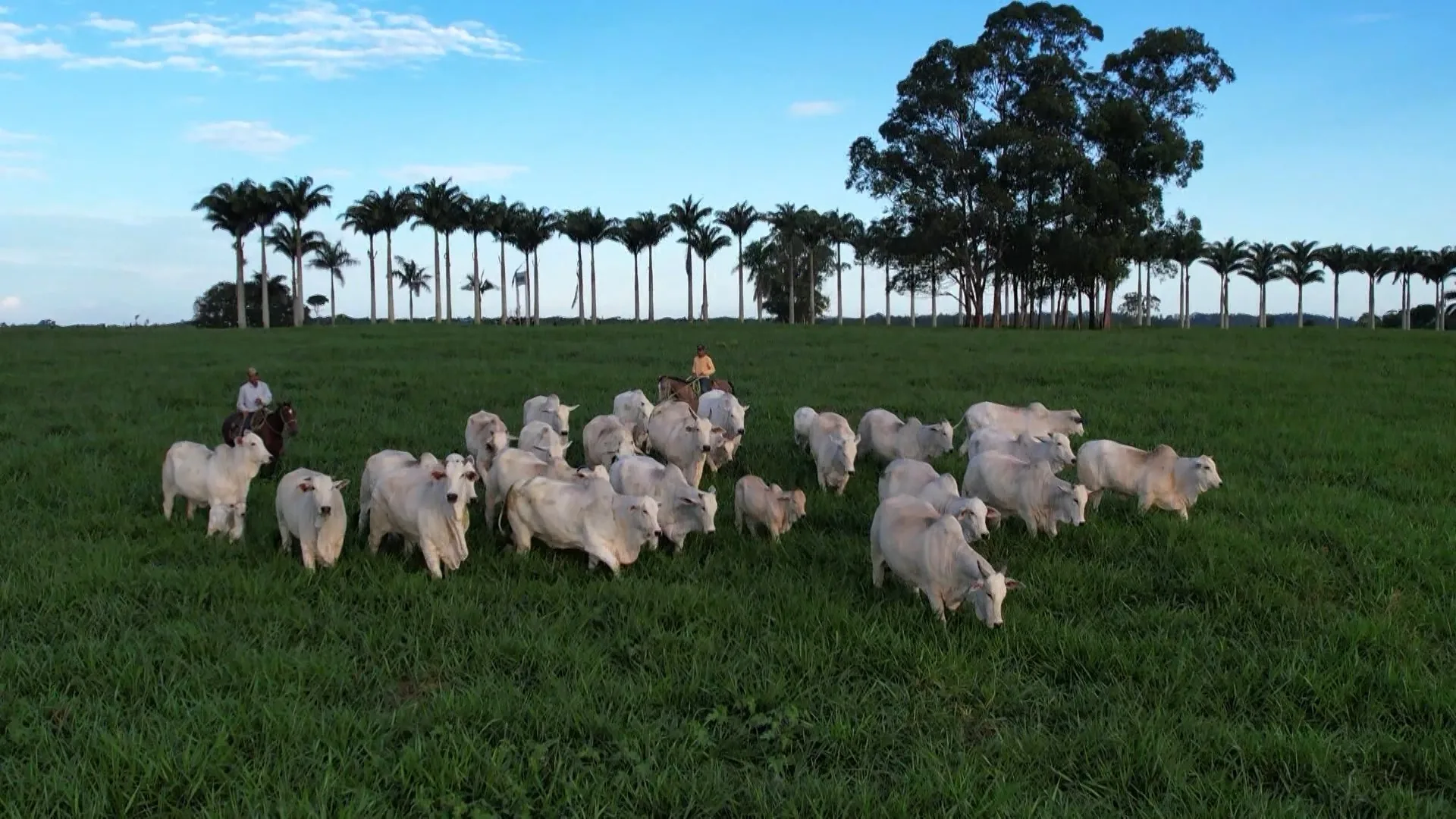 34 cidades do ES têm mais bois e vacas do que habitantes