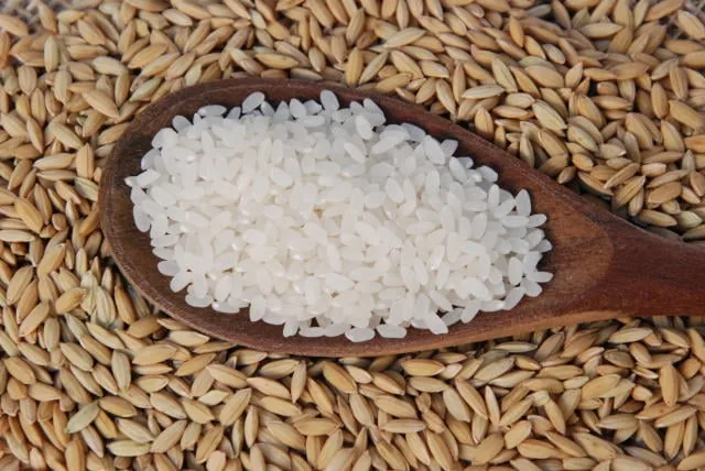 Arroz para exportação chega a R$ 90 por saca no Rio Grande do Sul, aponta Federarroz