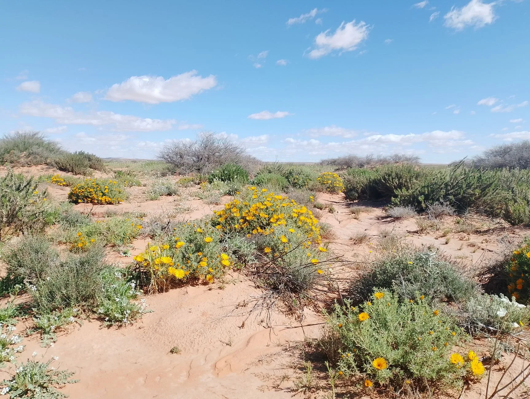 Transformação surpreendente no deserto australiano