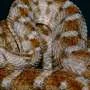 Estudo revela escala maior de problemas causados por picadas de serpentes