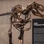 Dinossauro que parece T. rex vende por US$ 47,3 milhões