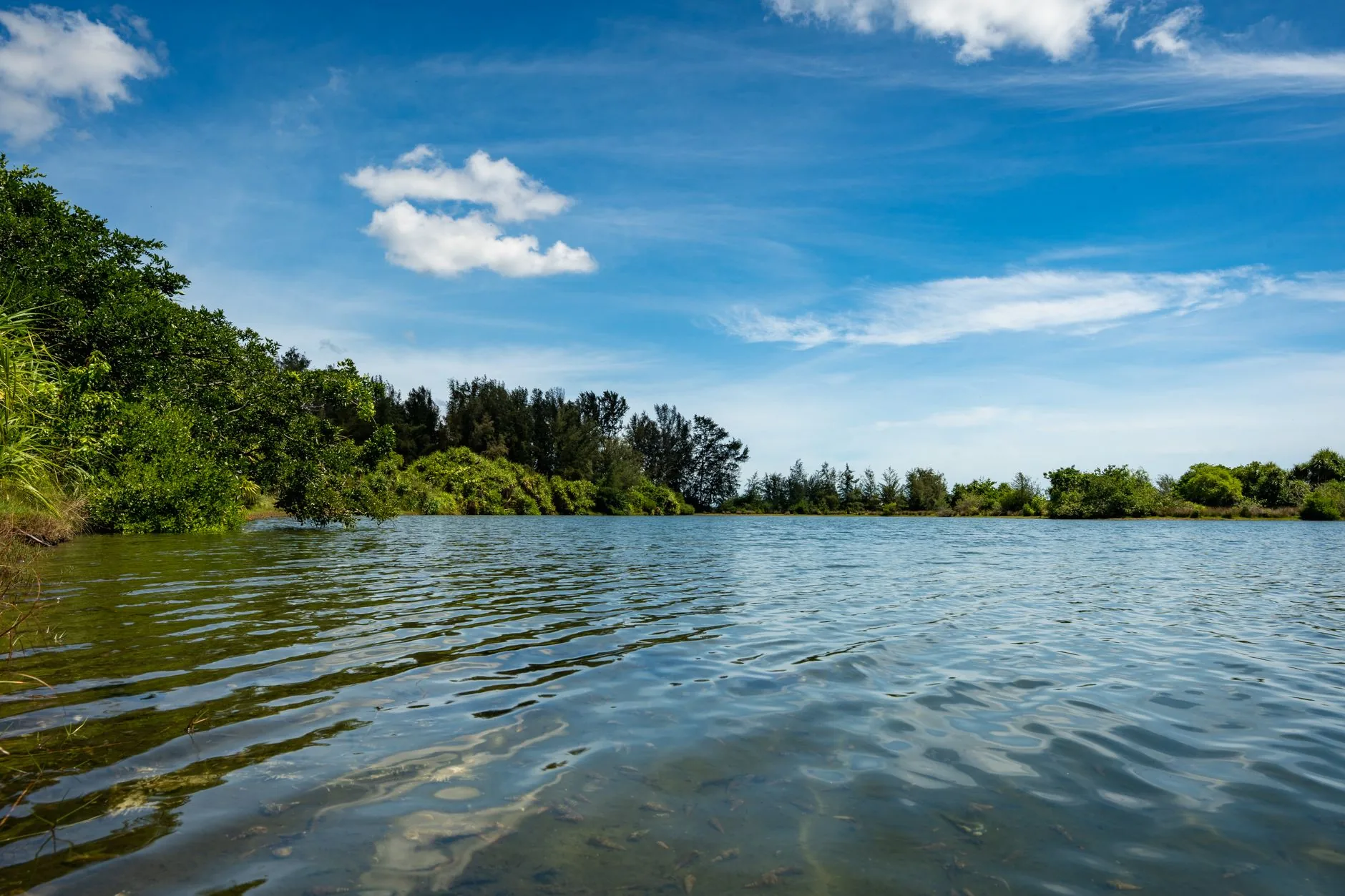 Descoberta genética inédita em protista de lago