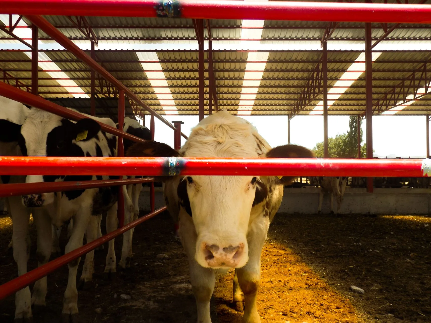 Preços do boi gordo em Goiás: O que esperar para o consumidor?