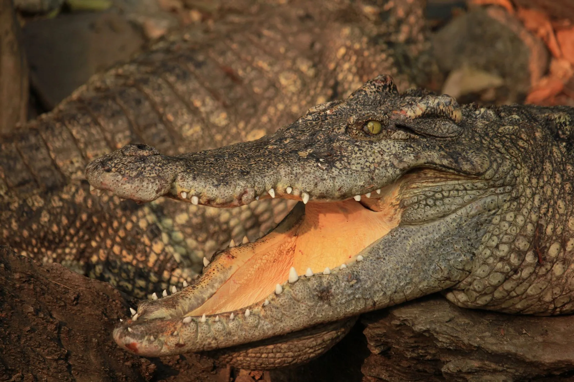 Por que crocodilos sobreviveram à extinção dos dinossauros?