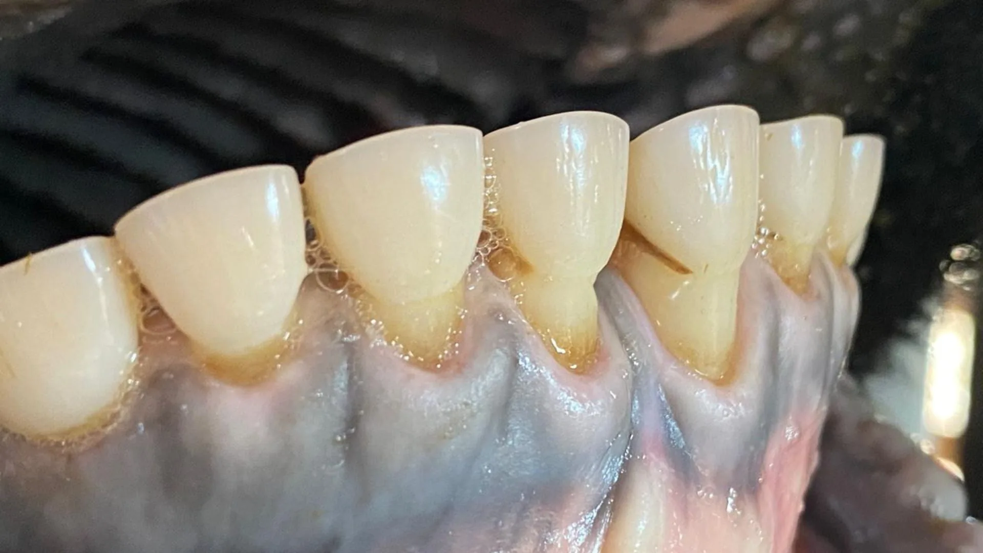 Por que o boi não tem dentes na parte de cima da boca?