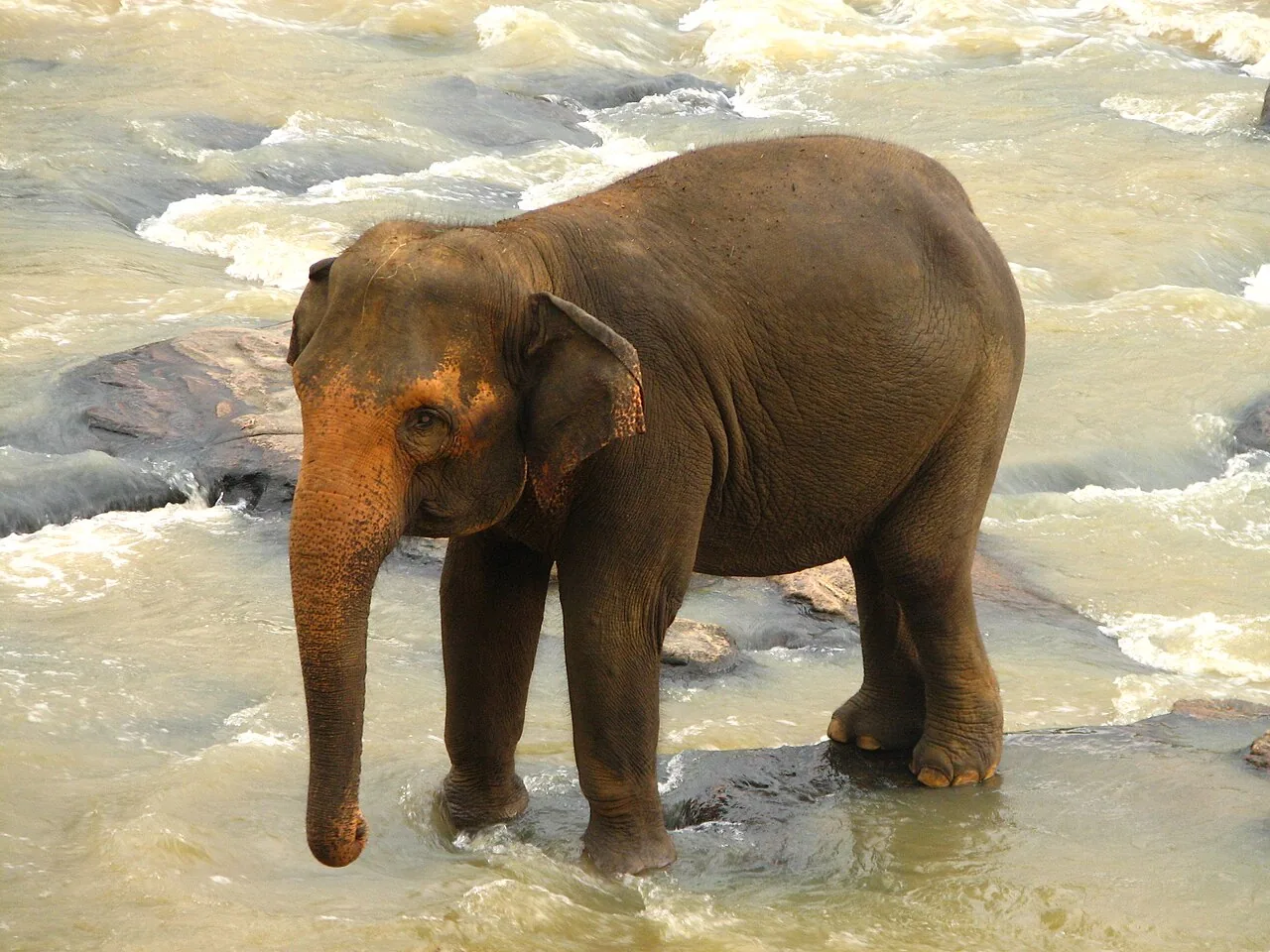 Morte de elefante icônico em Sri Lanka aumenta preocupações sobre habitats