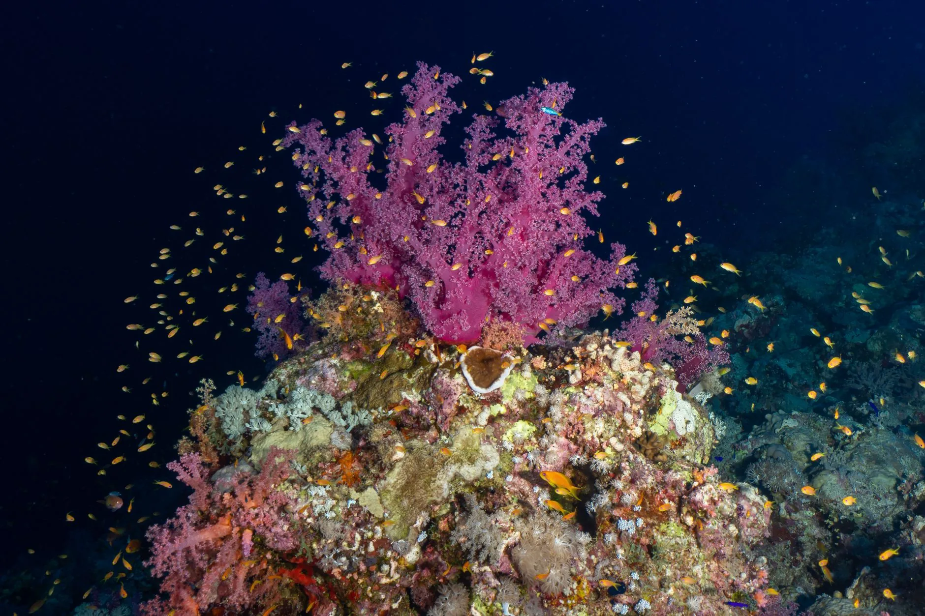 Novo coral ‘golden tree’ é classificado em nova família
