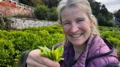 Tea Cultivation in Scotland: A Future Crop?