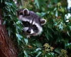 Los Angeles registra primeiro caso de rato doente há mais de 50 anos