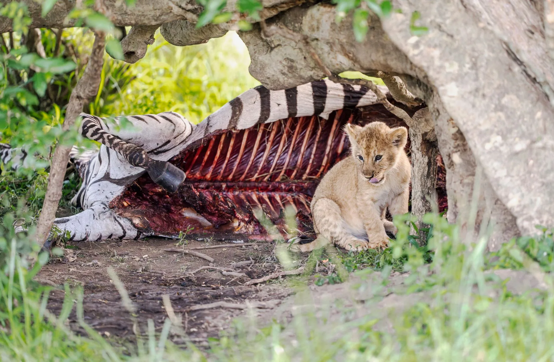 Novo estudo mostra que leões em zoológicos se comportam mais naturalmente