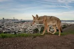 Ganhadores do Wildlife Photographer of the Year 2026