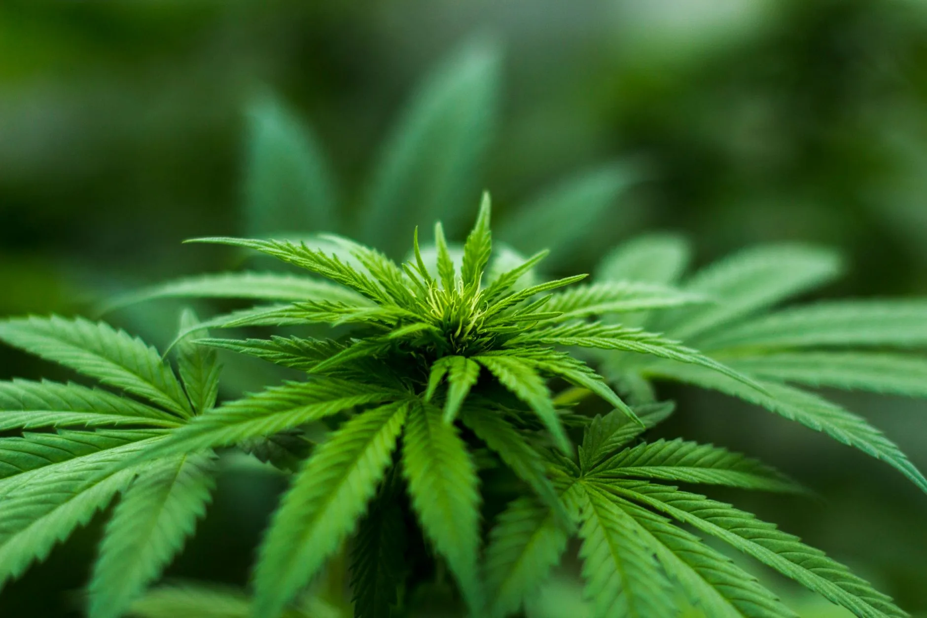 Crescimento do mercado de cannabis medicinal no Brasil e predominância feminina entre os pacientes