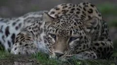 Zookeeper dies after being mauled by leopard