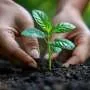 Restauração ambiental avança, mas ritmo deve acelerar para atingir metas